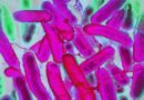 Las bacterias resistentes avanzan más rápido que los tratamientos médicos, advierte la OMS