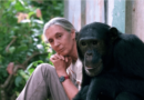 Muere Jane Goodall la primatóloga que redefinió el vínculo de la humanidad con la naturaleza