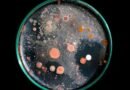 Reviven microbios que estuvieron congelados por milenios para saber si son peligrosos