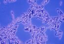Este experimento con ‘bacterias astronautas’ nos acerca un paso más a Marte