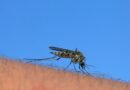 Esta especie de mosquito que ataca dentro del metro tiene raíces en el antiguo Egipto