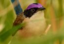Más del 60% de las especies de aves del planeta están en declive