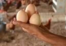 República Dominicana exporta a Cuba un promedio de 65 millones de huevos al mes