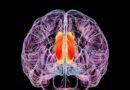 Científicos logran revertir el Alzheimer en ratones al restaurar la función vascular del cerebro