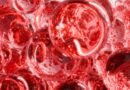 Este modelo celular imita en laboratorio la formación de sangre y ofrece esperanza contra la leucemia