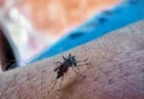 Cuba diagnosticó 700 casos diarios de chikunguña en octubre, según la OPS