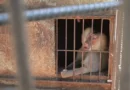 Un babuino se fuga del Zoológico de Sancti Spíritus y moviliza a las Tropas Especiales